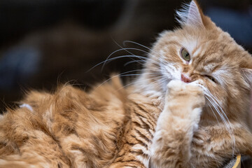 portrait of cat winking © clement