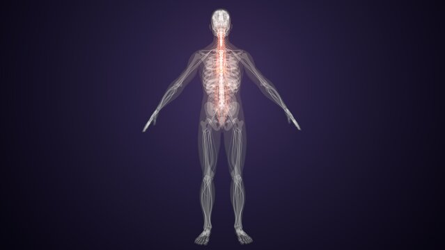 Red colour spinal cord nerves with colourful background. 3d render