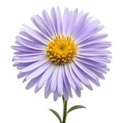 Obraz premium Alpine Aster Soft Violet‑Purple Mountain Bloom Elegantly Displayed on Pure White Background, Featuring Golden Center, Radiant Petals, and Fresh Alpine Charm in Minimal Contemporary Floral Style