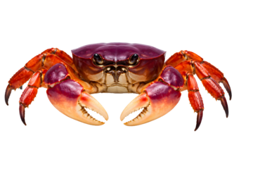 Fresh seafood crab front view showing claws and shell texture