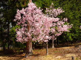 満開の桜の花　花見　長野県