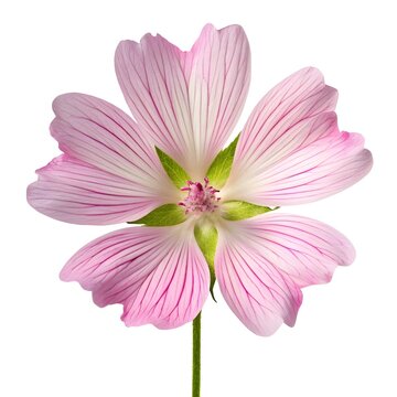 Sidalcea (Checkerbloom) Soft Rosy‑Pink Wildflower Beautifully Presented on Pure White Background, Highlighting Delicate Petals, Graceful Shape, and Gentle Meadow Freshness in Minimal Floral Style