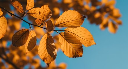 Fototapeta premium Close-up Shot of Golden Autumn Leaves Against a Blue Sky Backdrop