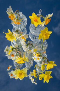 yellow and white daffodil flowers in glass vases standing on mirror reflection the blue sky