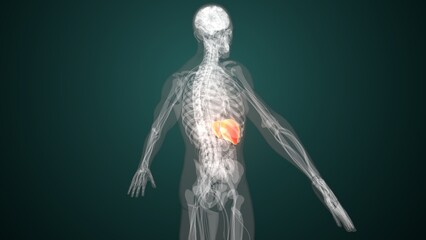 Human red liver anatomy. 3d render