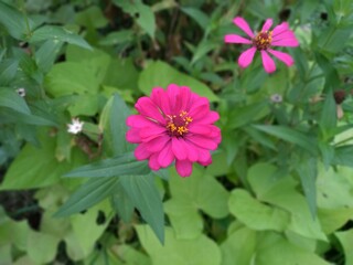 The Beauty of Zinnia Pink Flowers or Zinnia Elegans or Zinnia Anggun in the park