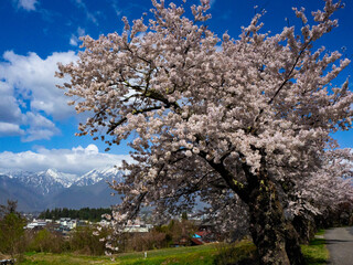 Fototapeta premium 満開の桜の花 花見 長野県
