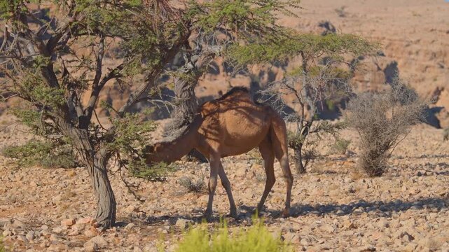 A dromedary camel (Camelus dromedarius) feeds on the sparse green foliage of a shrub in the rocky, arid mountains near Wadi Bani Khalid, Oman.