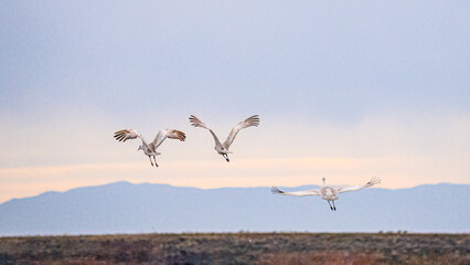 Sandhill cranes are flying in the morning