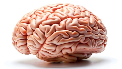 Detailed human brain on a bright white background for science