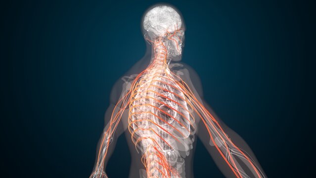 Human red nerves anatomy. 3d illustrations