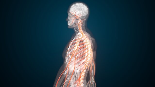 Human red nerves anatomy. 3d illustrations