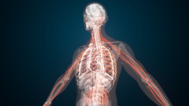 Human red nerves anatomy. 3d illustrations