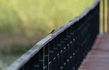 A marsh warbler in the wild in the marshes near Hua Hin, Thailand.