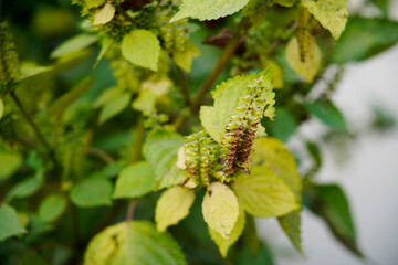 Obraz premium Perilla grows in the wild.