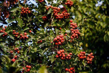 Obraz premium Ripe berries large-fruited hawthorn hanging on a branch tree in the orchard
