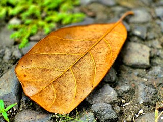 Single Dried Brown Leaf Fallen on Stony Ground with Moss