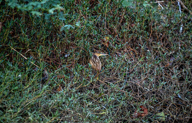 Obraz premium A great bittern in the wild in a swamp near Hua Hin, Thailand.