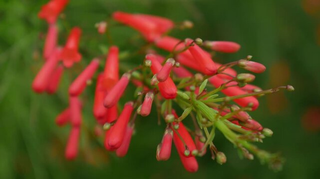 Red Russelia Equisetiformis Firecracker Plant Tubular Flowers Blooming on Green Background Bokeh