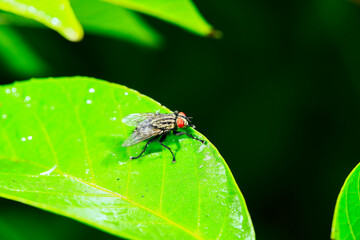 Fototapeta premium Fly, shot in the wild, close-up picture