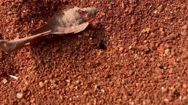 Ant house on ground grass. Ant hill or Ant colony nest made by digging mud from ground