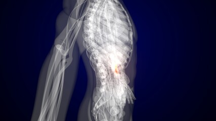 Human red colour pancreas anatomy. 3d render