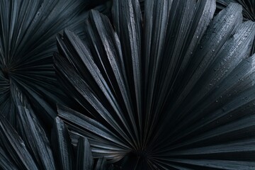 Obraz premium Close up view of black palm leaf textures showcasing intricate patterns and natural beauty in a serene environment