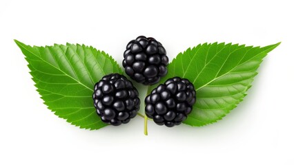 Mulberry fruits with fresh green leaves isolated on white background