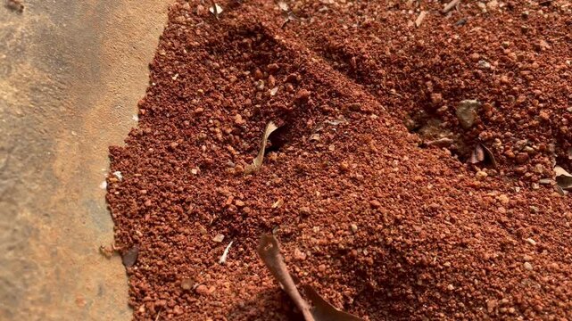 Ant house on ground grass. Ant hill or Ant colony nest made by digging mud from ground
