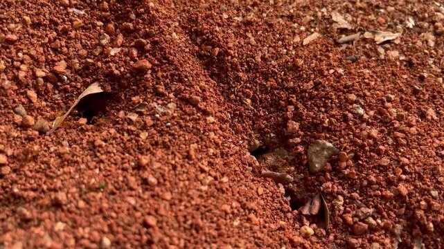 Ant house on ground grass. Ant hill or Ant colony nest made by digging mud from ground