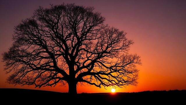 Bare tree silhouette at sunset landscape. - Powered by Adobe