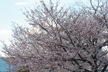 Naklejka premium お台場の桜とチューリップ