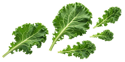 Kale leaves with ruffled edges and prominent veins isolated on a white background