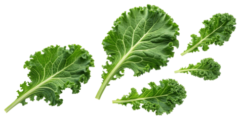 Kale leaves with ruffled edges and prominent veins isolated on a white background