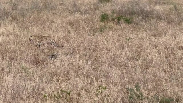 Female Leopard (Panthera pardus) with two cubs in savannah during dry season in Serengeti National Park, Tanzania.