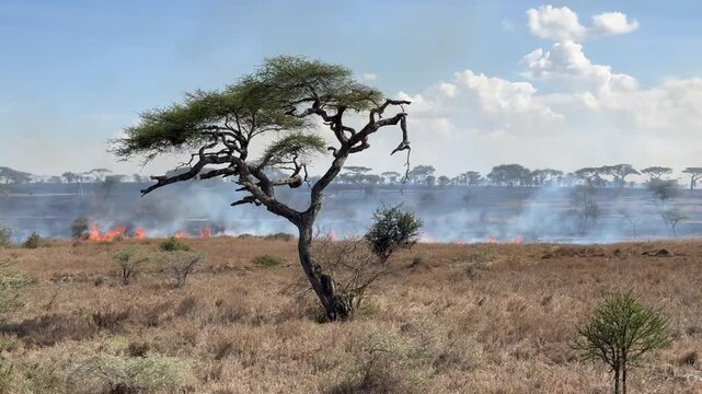 Uncontrolled wildfire spreading over Serengeti grassland. Tanzania.