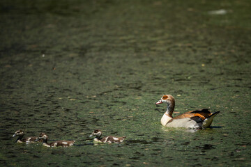 An Egyptian goose (Alopochen aegyptiaca) with goslings swimming in a pond