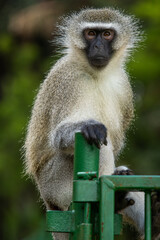 A male vervet monkey (Chlorocebus pygerythrus) siting on scaffolding