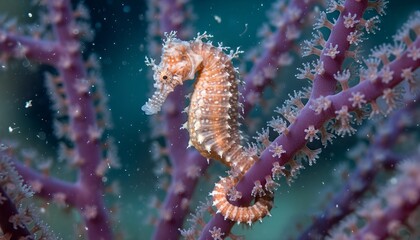 Fototapeta premium Tiny orange and white thorny seahorse clings to a vibrant purple gorgonian coral in the deep blue ocean, a stunning macro wildlife photograph of marine biodiversity