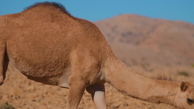 A close-up shot of a wild Arabian dromedary camel (Camelus dromedarius) standing in the rocky, arid terrain near Wadi Bani Khalid in the Al Sharqiyah region of Oman.