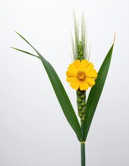 Yellow flower atop wheat stalk