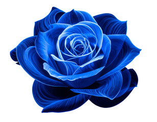 Vivid, stylized blue rose with intricate linear detail against black