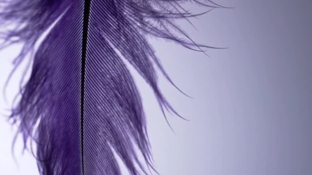 Single wing isolated on white background 