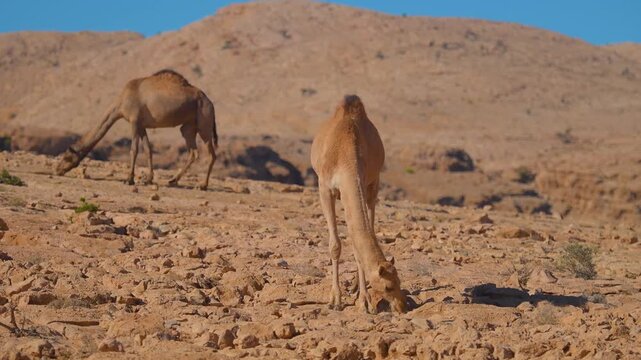 This footage captures two dromedary camels grazing in the dry, rocky desert environment surrounding the Wadi Bani Khalid area in Oman, showcasing the region's rugged natural beauty and wildlife.