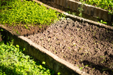 Freshly tilled soil and vibrant green plants in garden bed showcase beauty of nature. contrast between rich earth and lush greenery creates serene atmosphere