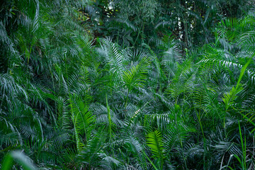 Lush green foliage fills scene, showcasing vibrant tropical landscape with various palm leaves and dense vegetation, creating serene and tranquil atmosphere