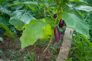 Fresh eggplant growing on plant surrounded by green leaves in garden. vibrant purple color of eggplants contrasts beautifully with lush greenery