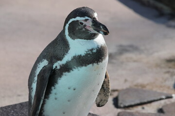 フンボルトペンギン