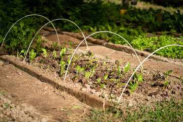Fresh green plants growing in garden bed with soil and protective arches. vibrant greenery showcases healthy growth in well maintained garden
