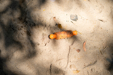 colorful toy roller rests on sandy beach terrain, surrounded by scattered leaves and twigs, evoking playful atmosphere